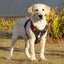 Dog Reflective Safety Harness