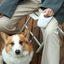 Automatic Lights Dog Leash